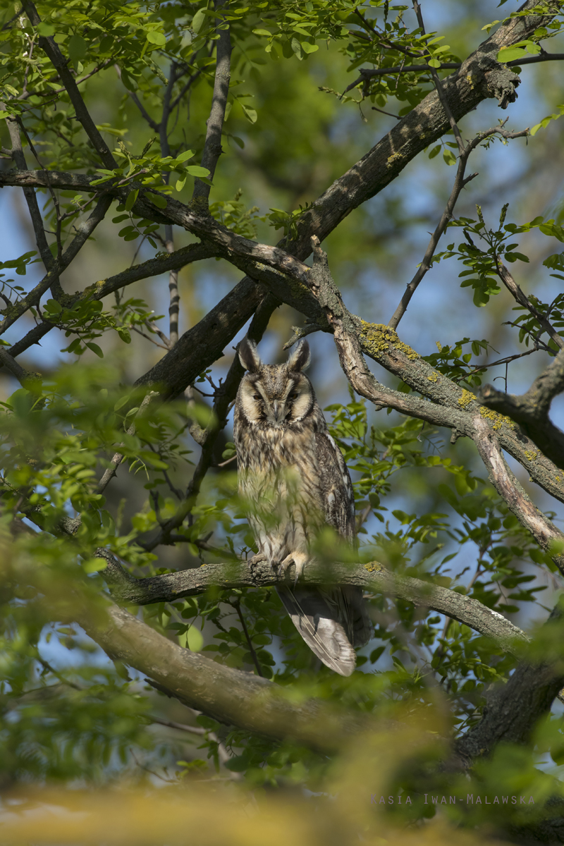 Asio, Long-eared, Owl, Strix, otus, Hungary