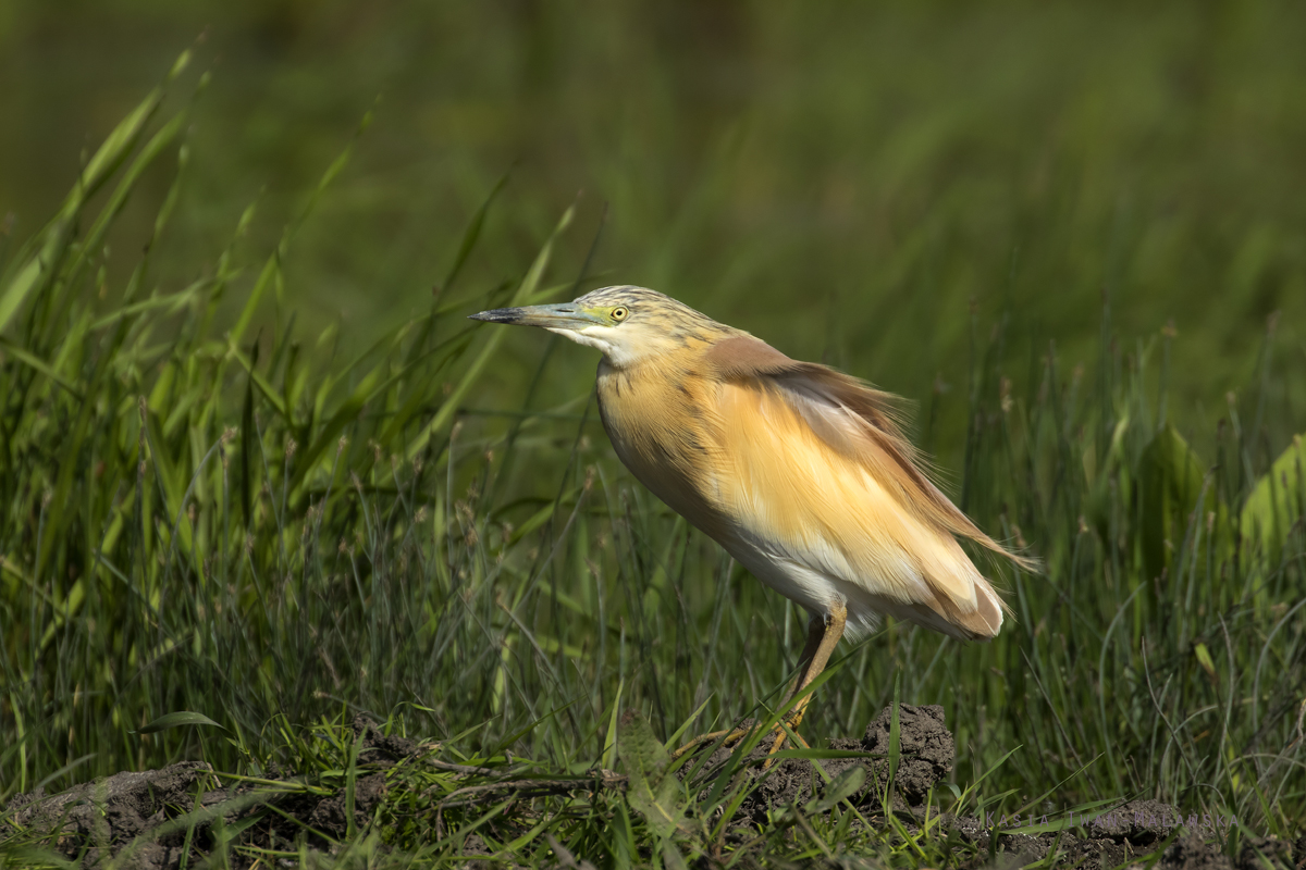 Ardeola, ralloides, Squacco, Heron, Hungary