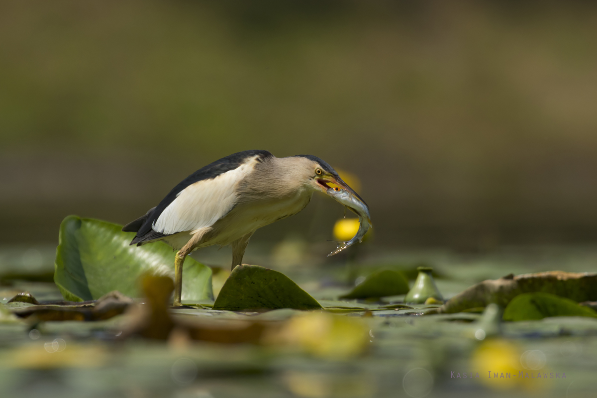 Ixobrychus, minutus, Little, Bittern