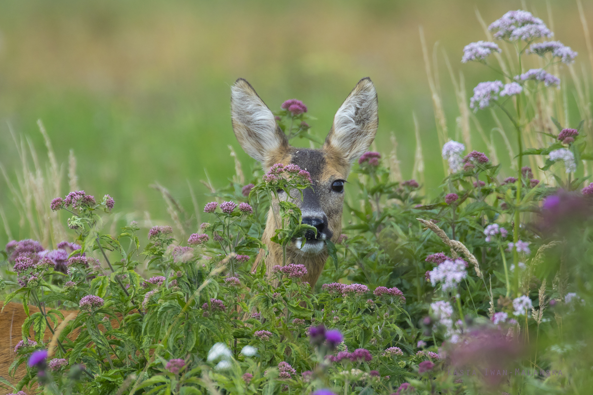 Sarna, Capreolus, capreolus, ssaki