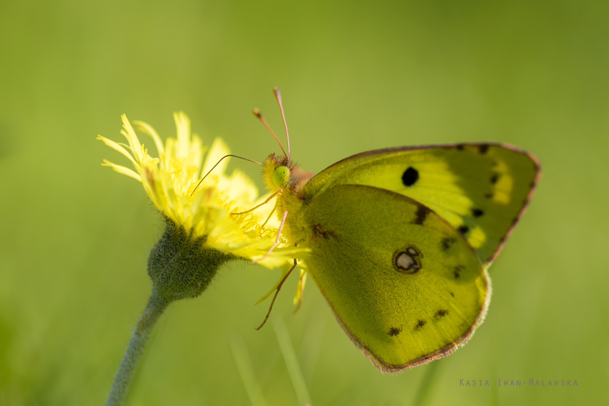 Colias, hyale, Pale, Clouded, Yellow, lepidoptera