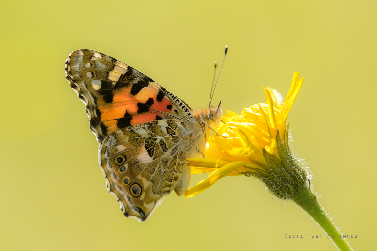 Vanessa, Painted, Lady, butterfly, Cynthia, cardui, lepidoptera