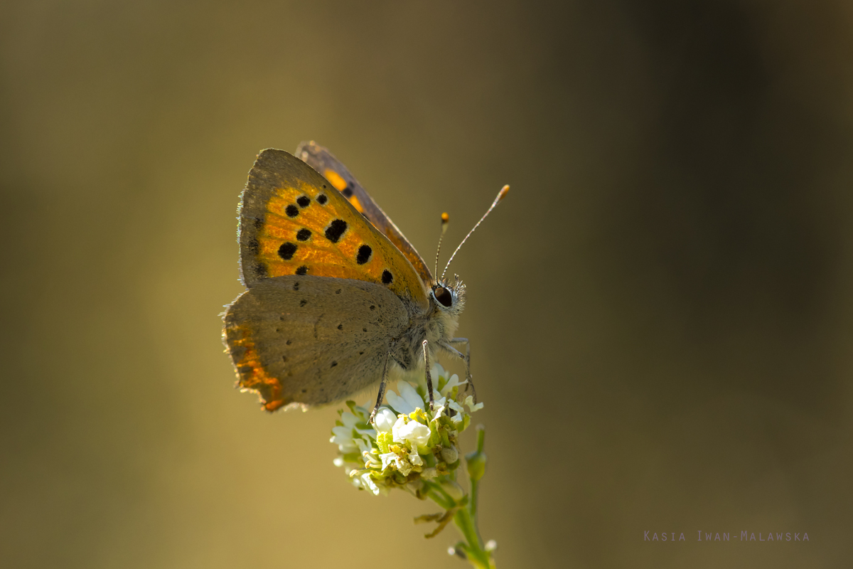 Lycaena, phlaeas, Small, Copper, butterfly, lepidoptera