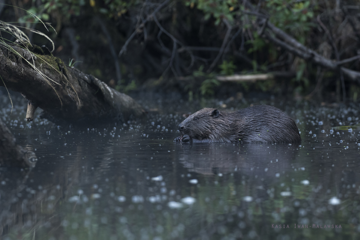 Castor, fiber, European, Eurasian, Beaver