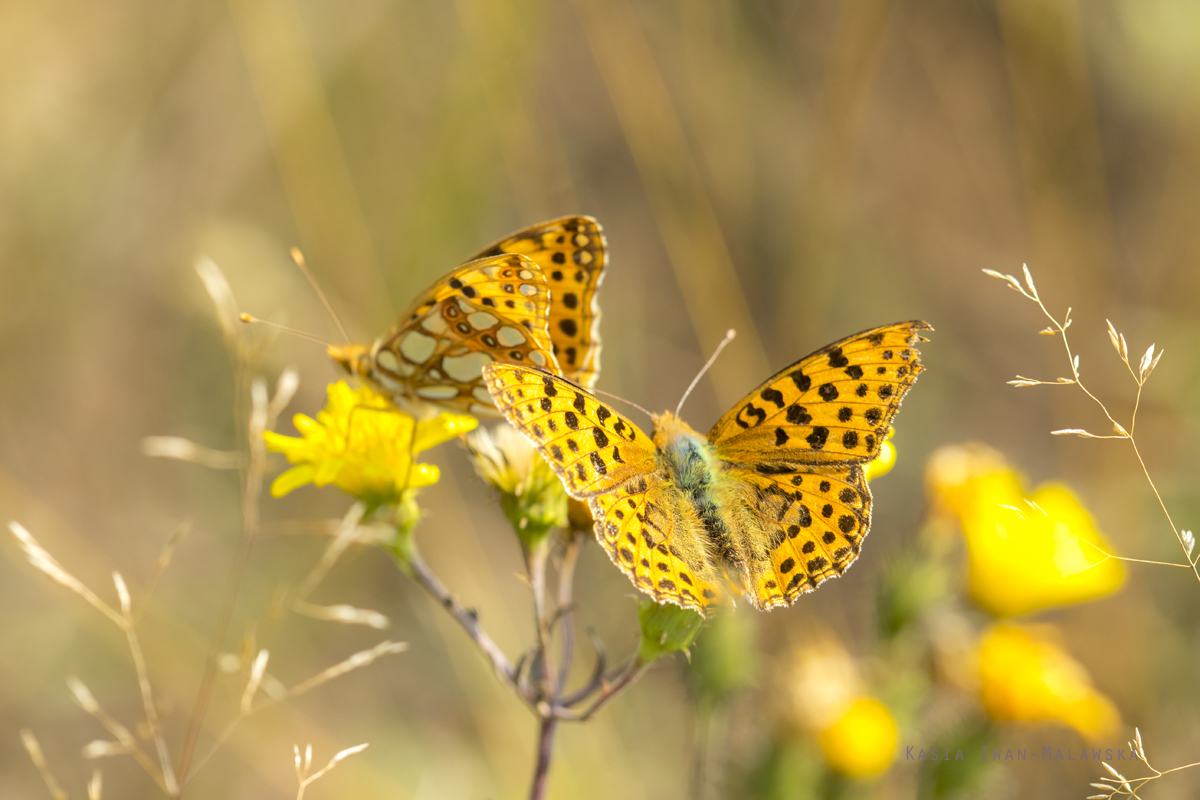 Issoria, lathonia, Queen, of, Spain, Fritillary, butterfly, lepidoptera