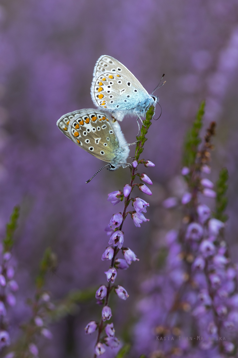 Modraszek, Polyommatus, icarus, motyl, Mnogooczek, ikar, motyle, owady