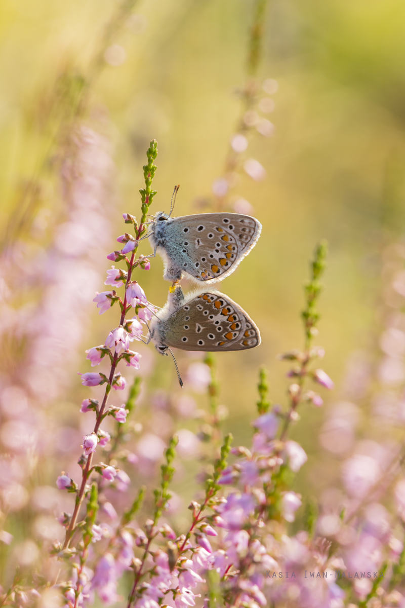 Modraszek, Polyommatus, icarus, motyl, Mnogooczek, ikar, motyle, owady