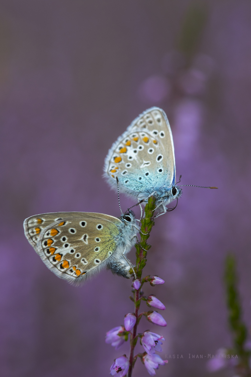 Modraszek, Polyommatus, icarus, motyl, Mnogooczek, ikar, motyle, owady