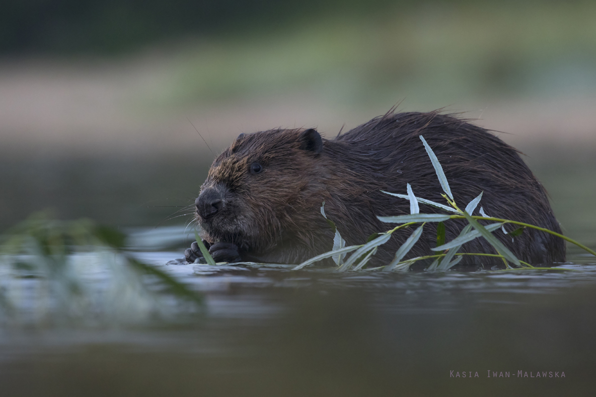 Castor, fiber, European, Eurasian, Beaver