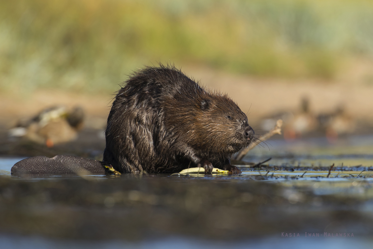 Castor, fiber, European, Eurasian, Beaver