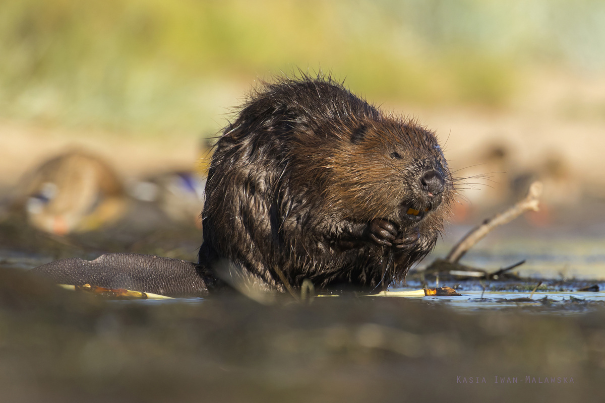 Castor, fiber, European, Eurasian, Beaver