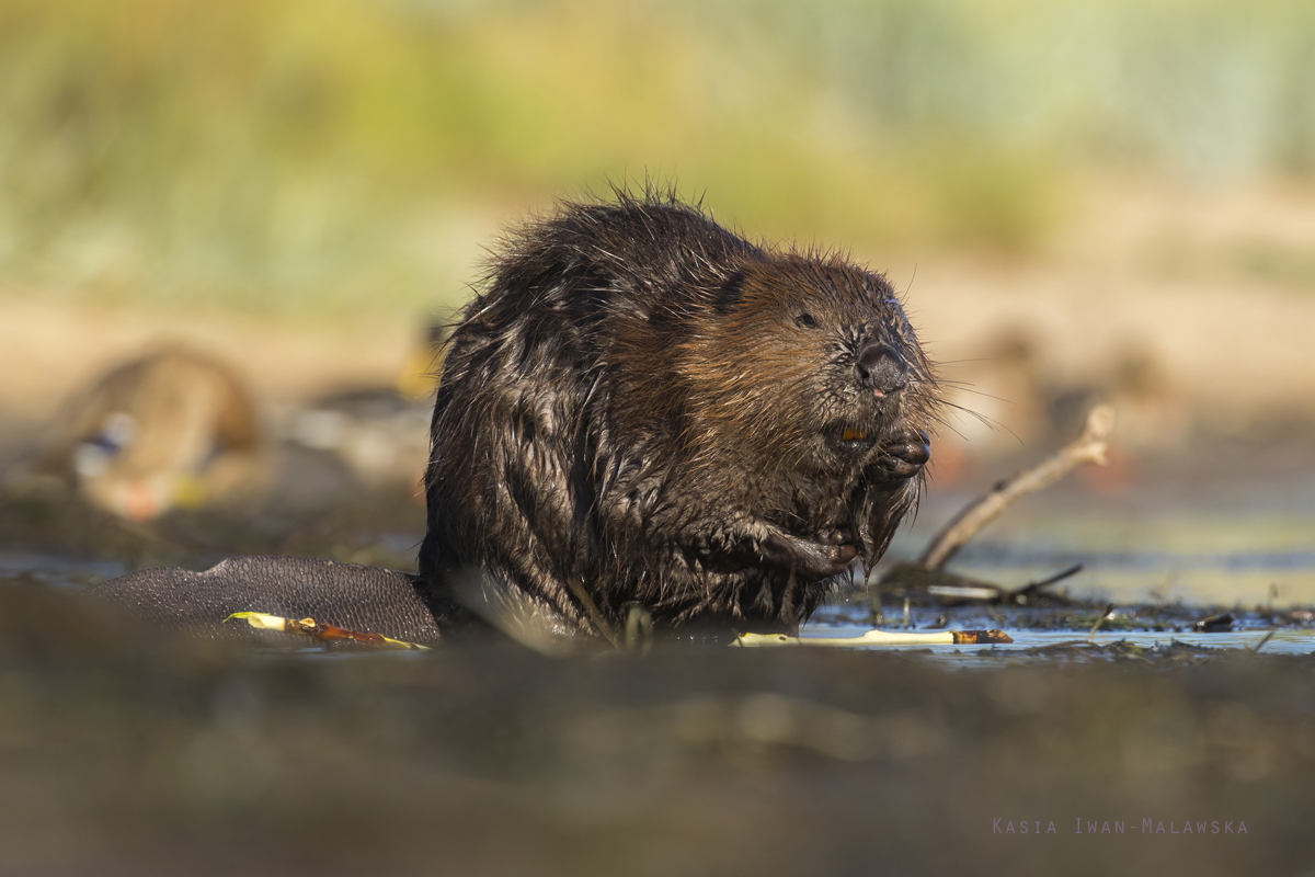 Castor, fiber, European, Eurasian, Beaver