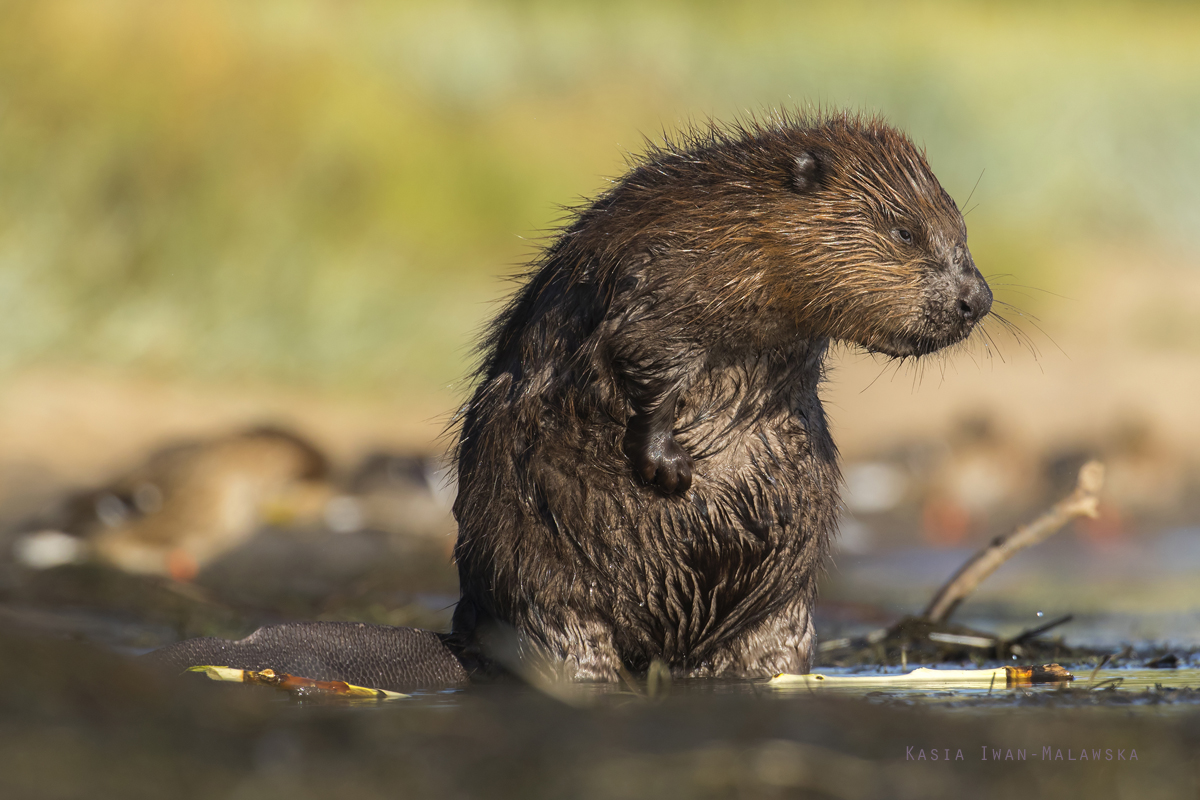 Castor, fiber, European, Eurasian, Beaver