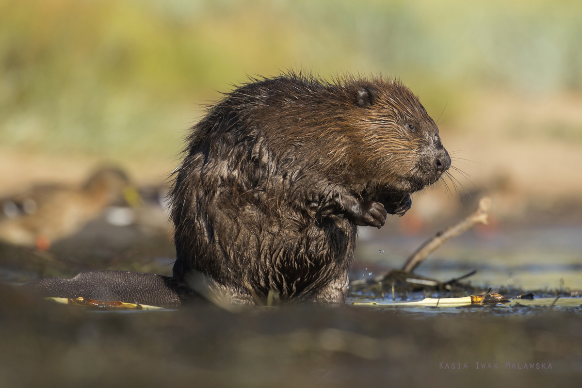 Castor, fiber, European, Eurasian, Beaver