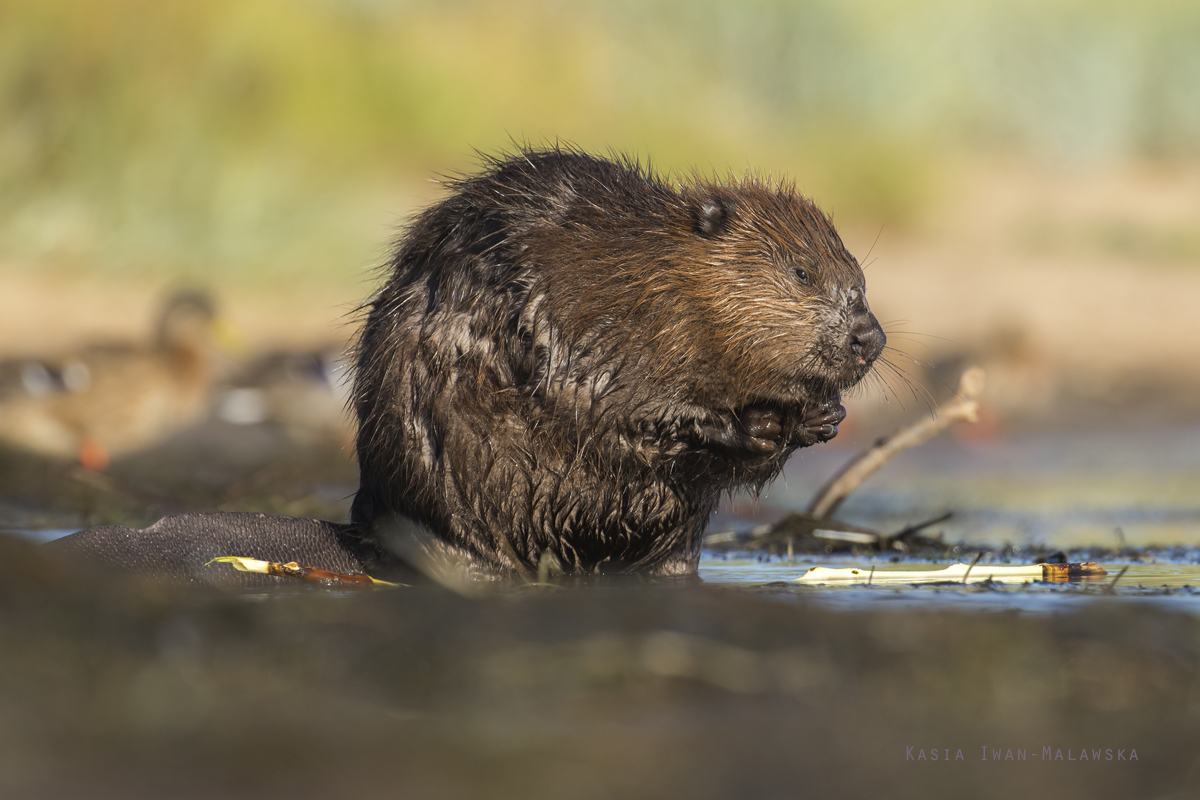 Castor, fiber, European, Eurasian, Beaver