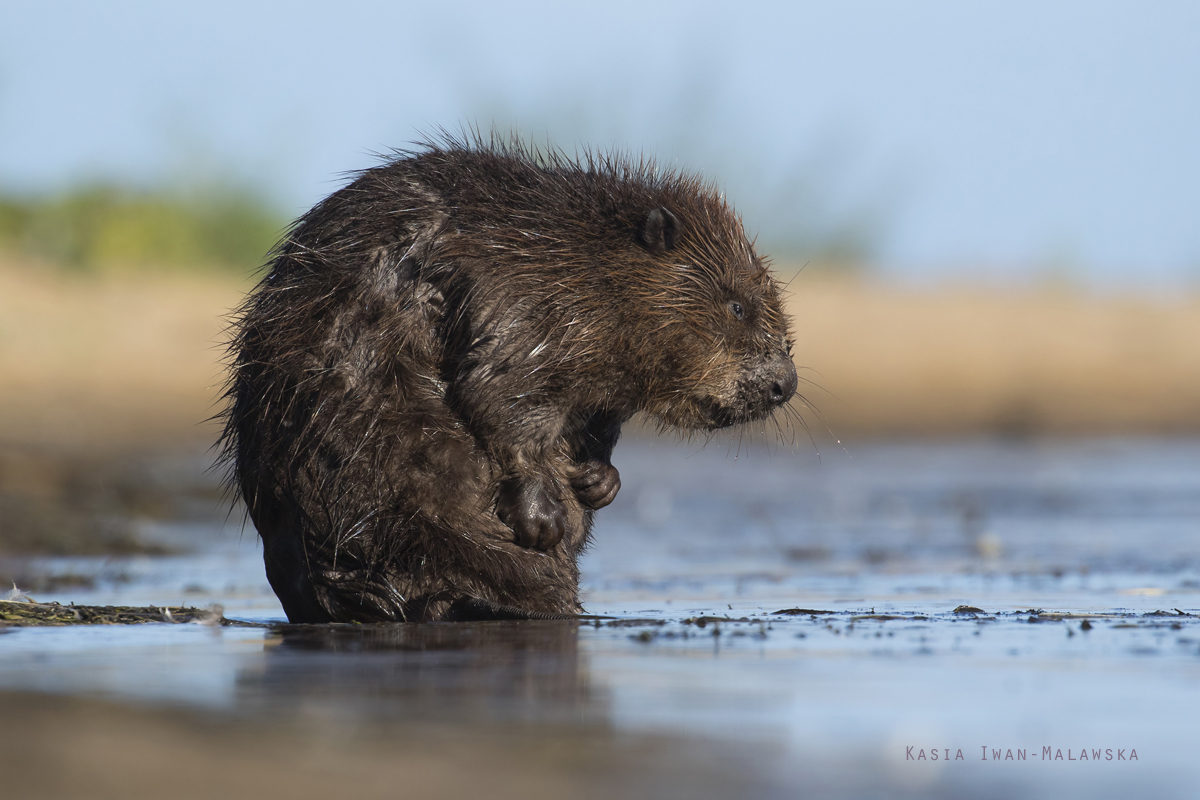 Castor, fiber, European, Eurasian, Beaver