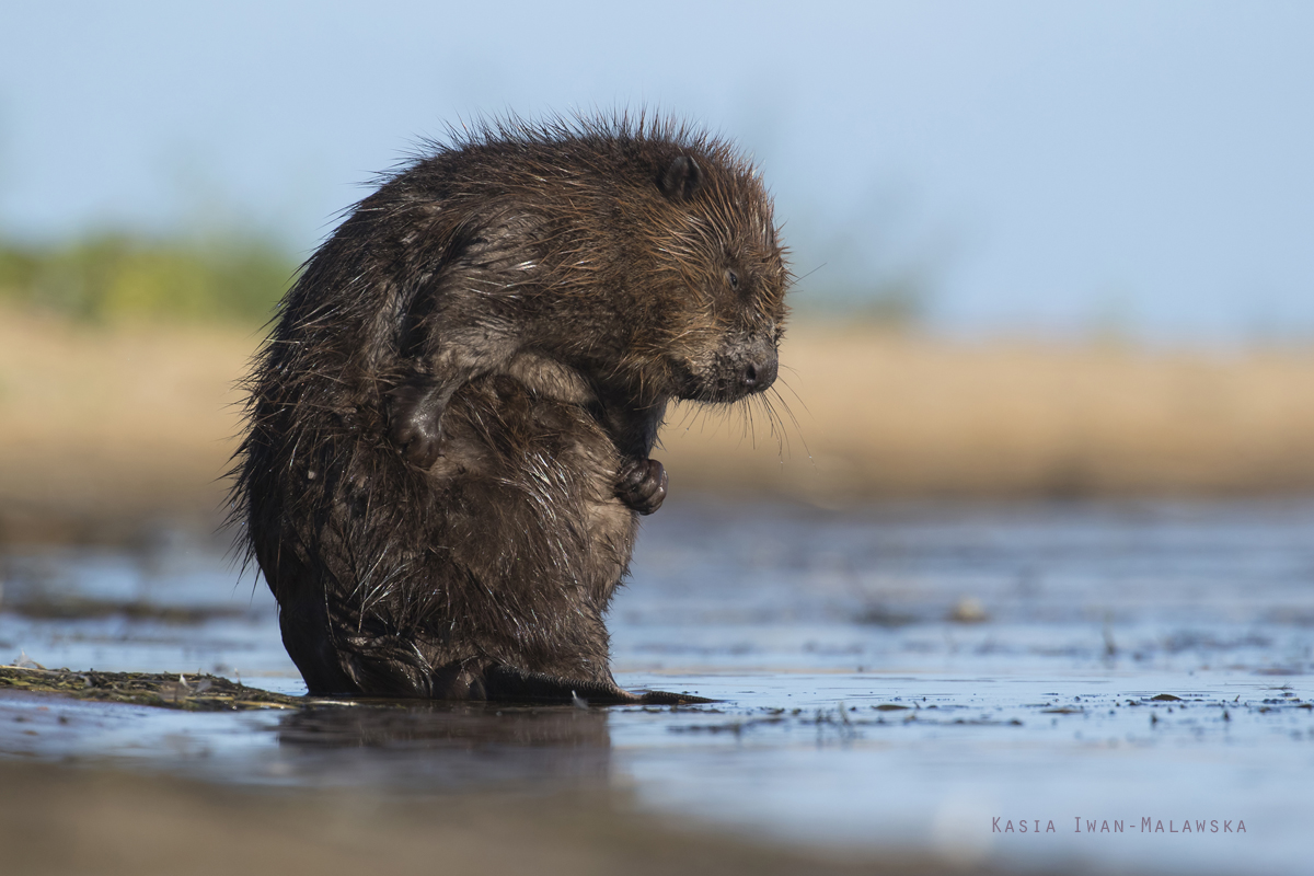 Castor, fiber, European, Eurasian, Beaver