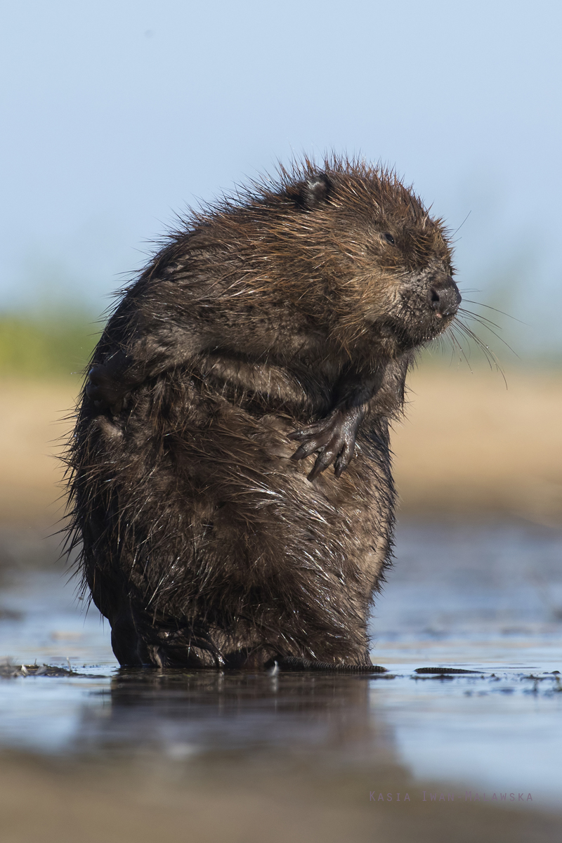 Castor, fiber, European, Eurasian, Beaver