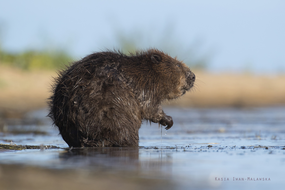 Castor, fiber, European, Eurasian, Beaver