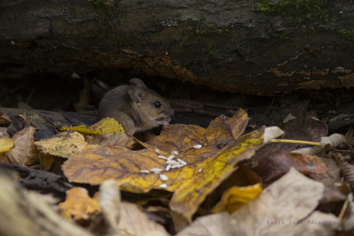 Apodemus, flavicollis, Yellow-necked, Field, Mouse