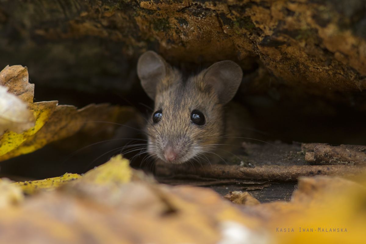 Myszarka, lena, Apodemus, flavicollis, ssaki