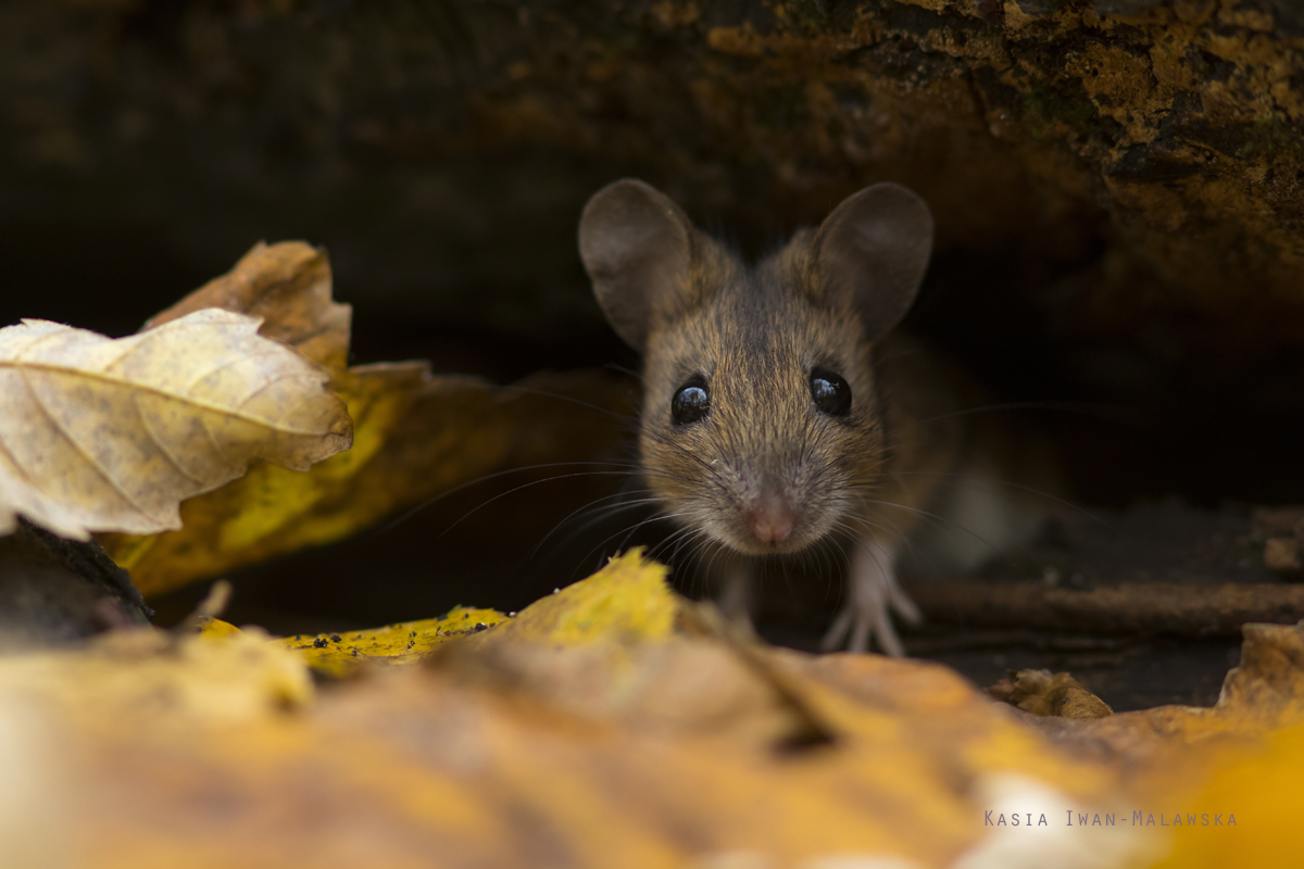 Apodemus, flavicollis, Yellow-necked, Field, Mouse