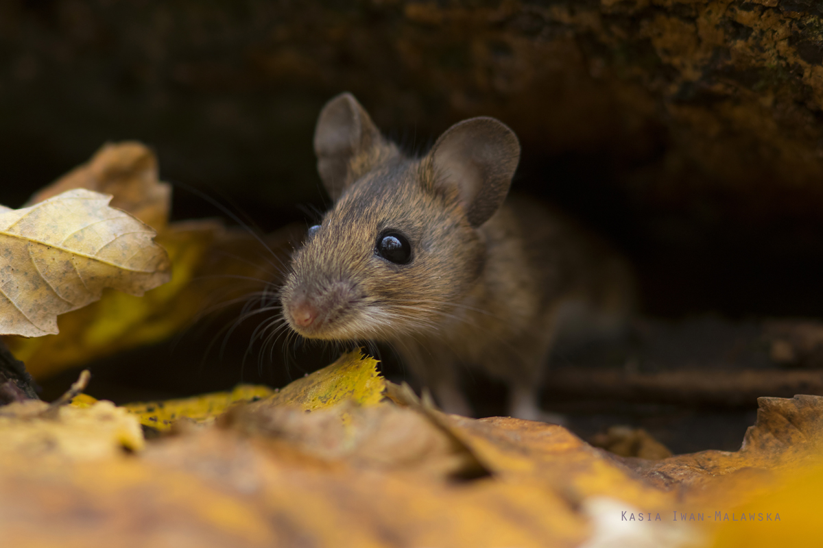 Apodemus, flavicollis, Yellow-necked, Field, Mouse