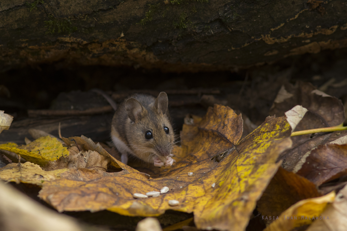 Apodemus, flavicollis, Yellow-necked, Field, Mouse