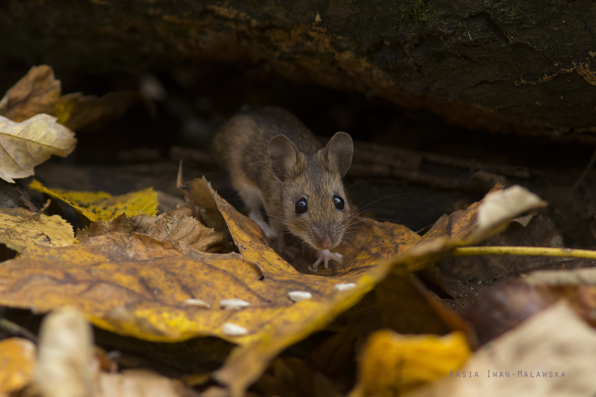 Apodemus, flavicollis, Yellow-necked, Field, Mouse