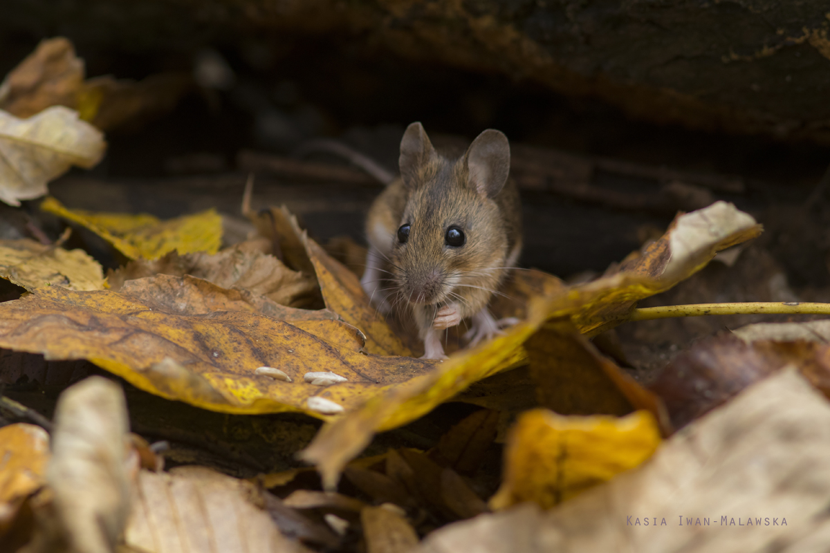 Apodemus, flavicollis, Yellow-necked, Field, Mouse