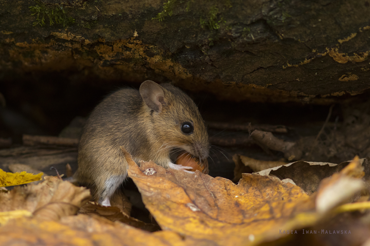 Apodemus, flavicollis, Yellow-necked, Field, Mouse