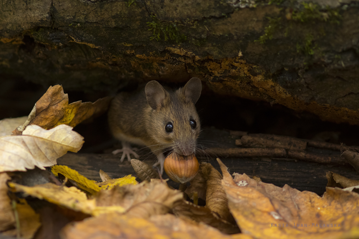 Apodemus, flavicollis, Yellow-necked, Field, Mouse