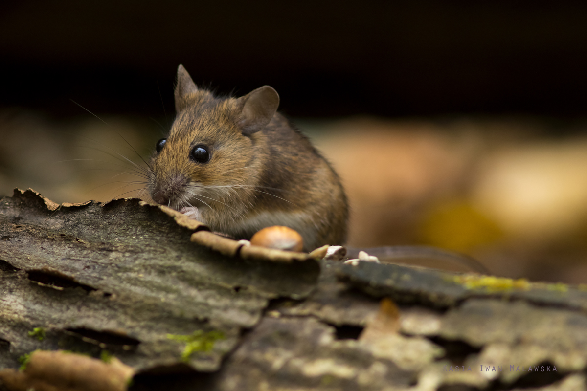 Myszarka, lena, Apodemus, flavicollis, ssaki