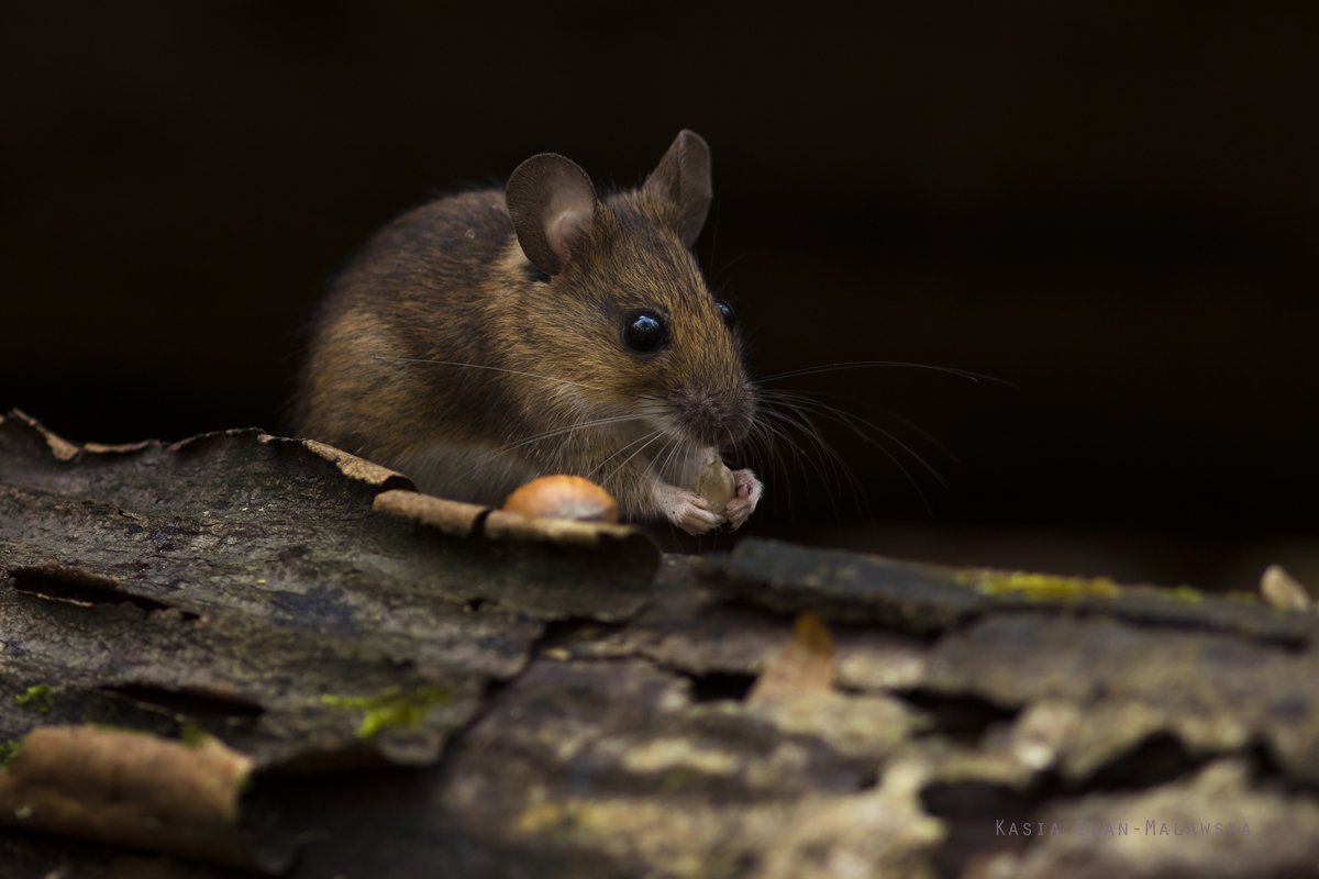 Myszarka, lena, Apodemus, flavicollis, ssaki