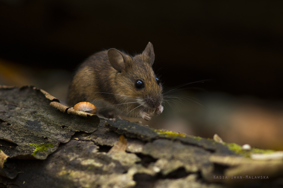 Myszarka, lena, Apodemus, flavicollis, ssaki