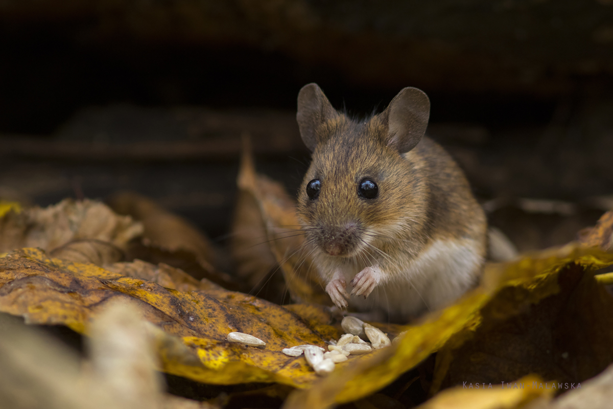 Apodemus, flavicollis, Yellow-necked, Field, Mouse