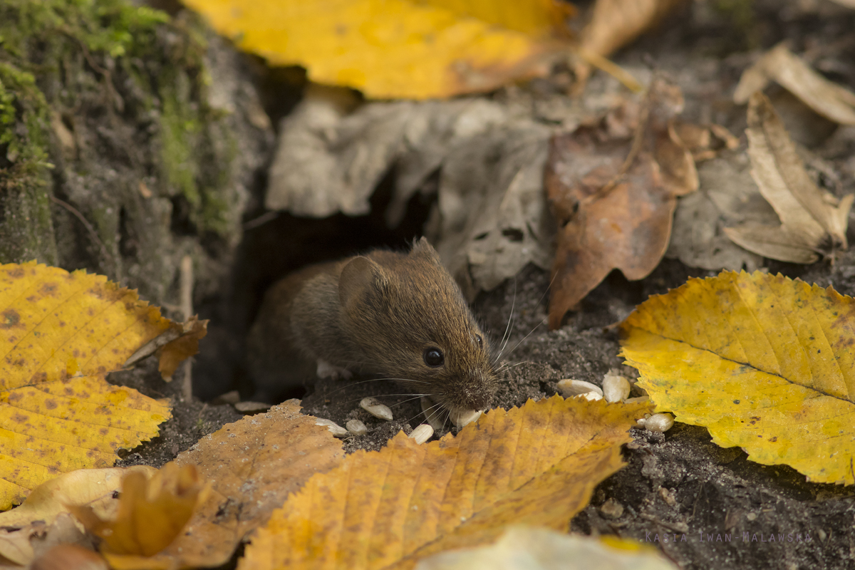 Myodes, glareolus, Bank, Vole