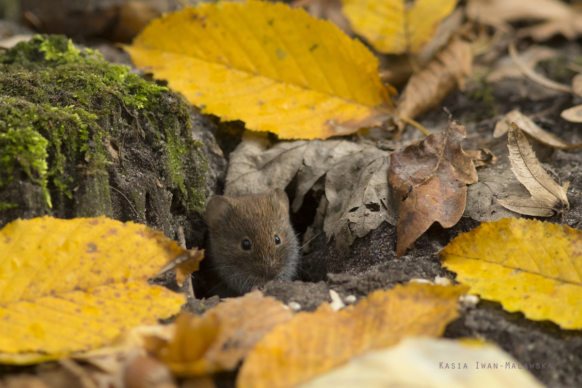 Myodes, glareolus, Bank, Vole