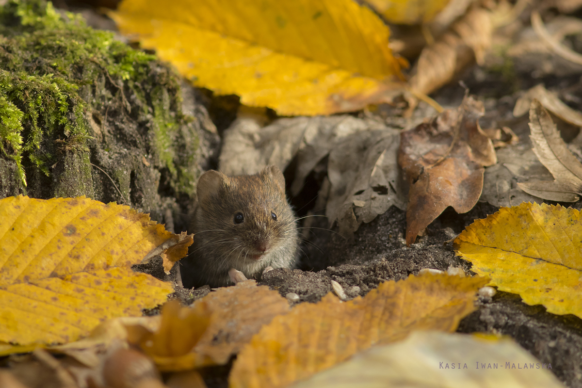 Myodes, glareolus, Bank, Vole