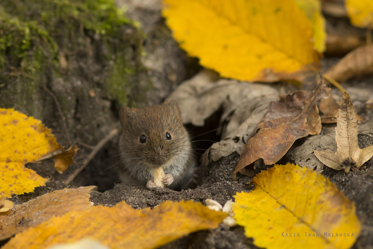 Myodes, glareolus, Bank, Vole