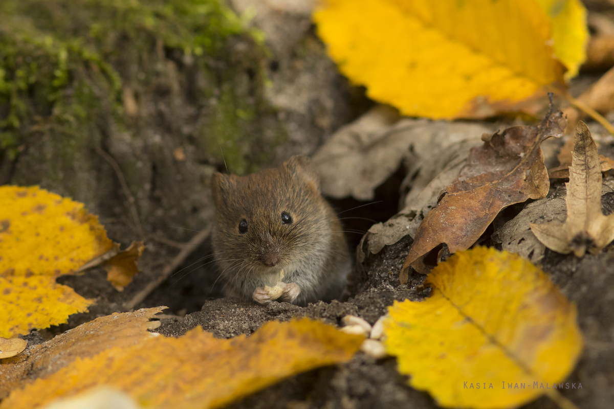 Myodes, glareolus, Bank, Vole