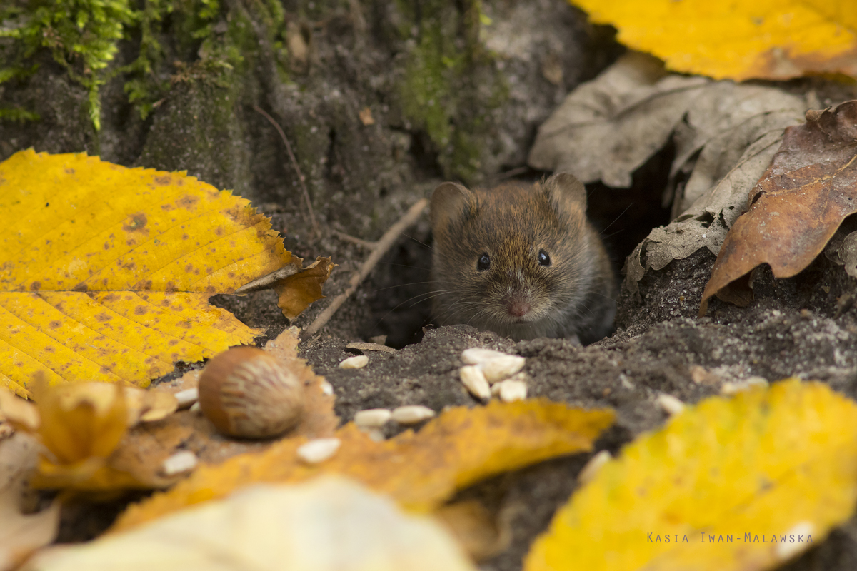 Myodes, glareolus, Bank, Vole