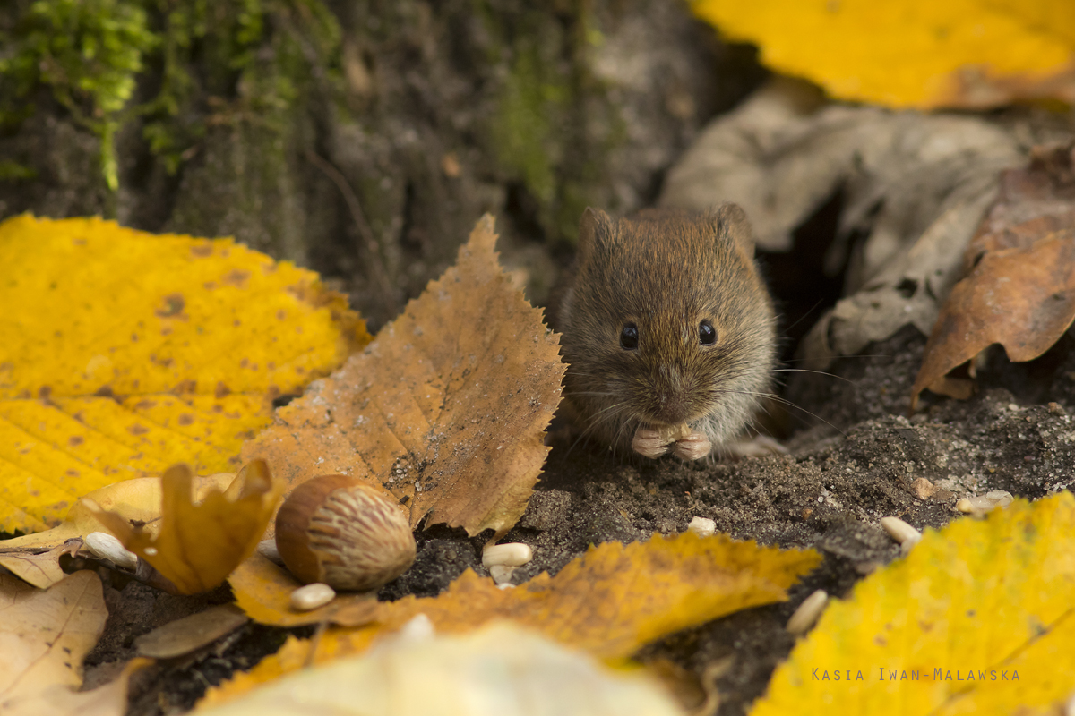 Myodes, glareolus, Bank, Vole