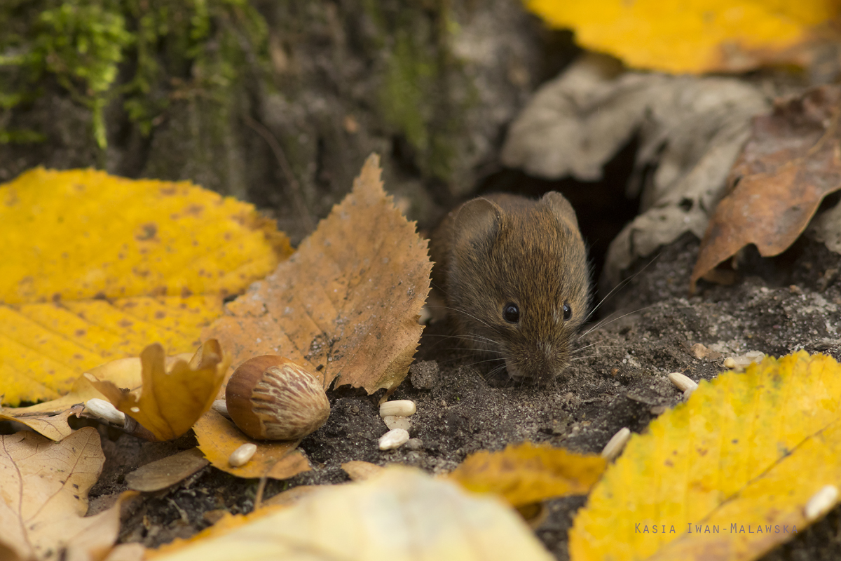 Myodes, glareolus, Bank, Vole