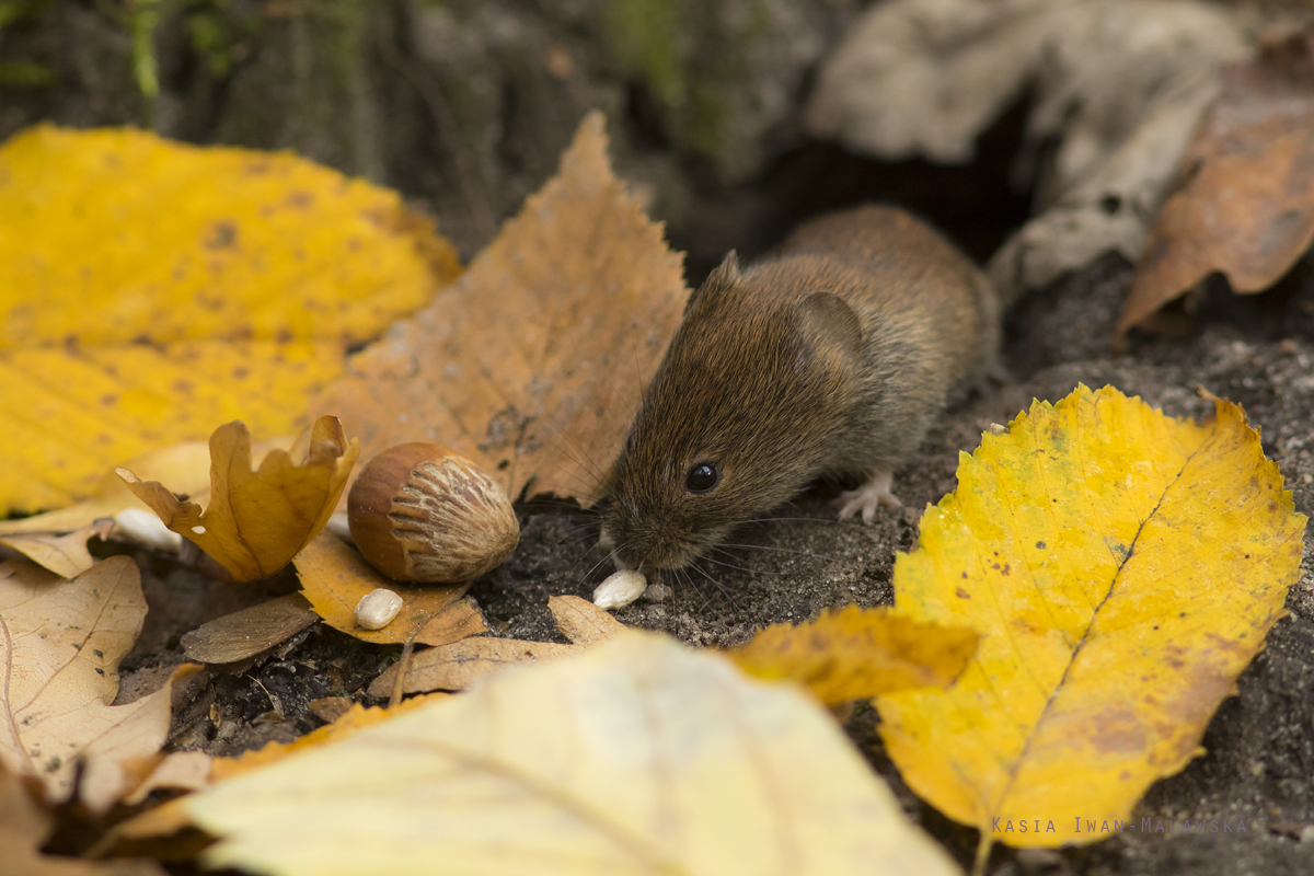 Myodes, glareolus, Bank, Vole