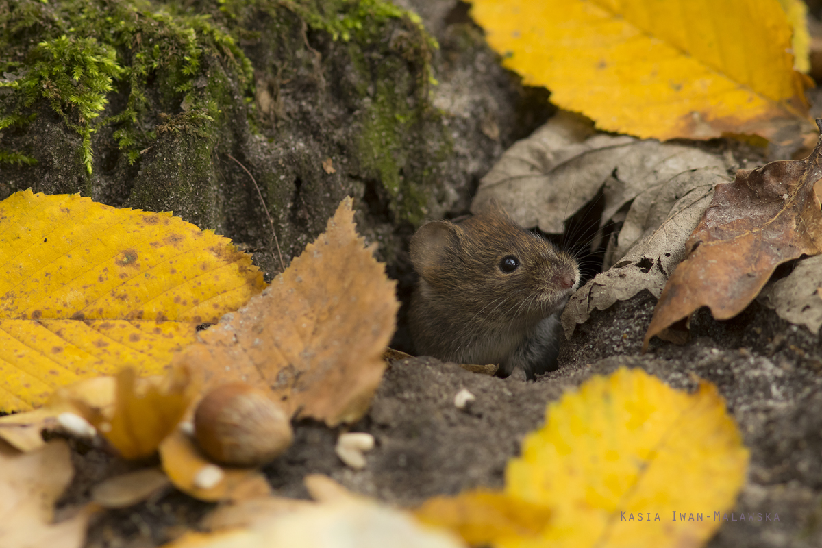 Myodes, glareolus, Bank, Vole