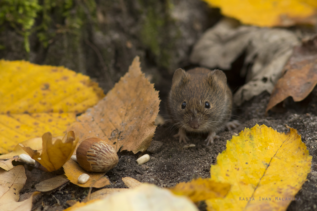 Myodes, glareolus, Bank, Vole