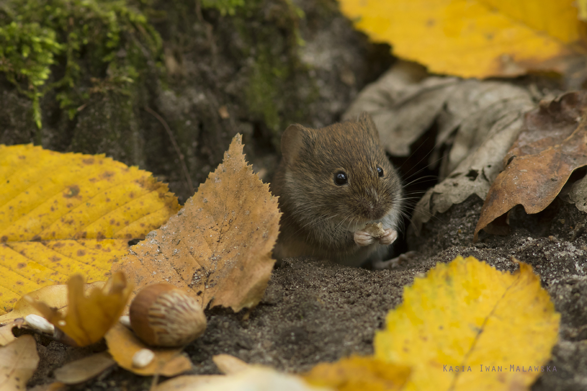 Myodes, glareolus, Bank, Vole