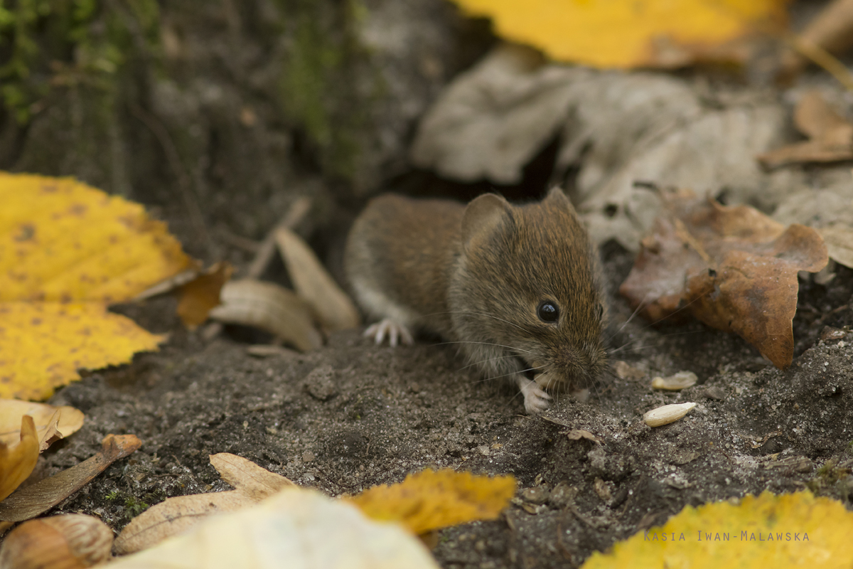 Myodes, glareolus, Bank, Vole