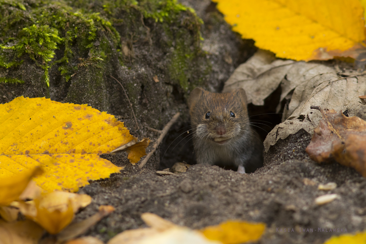 Myodes, glareolus, Bank, Vole